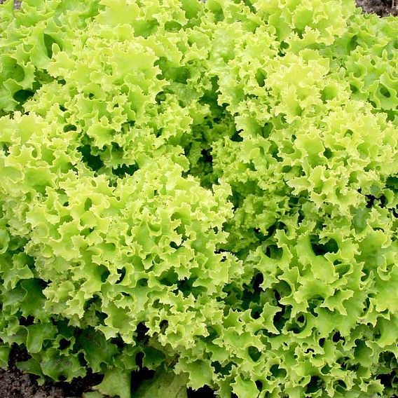 Lettuce Seeds - Lollo Bionda