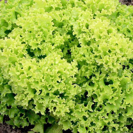 Lettuce 'Lollo Bionda' - Seeds