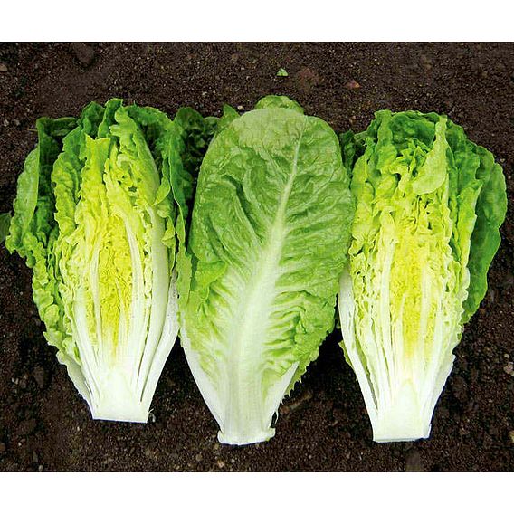 Lettuce 'Xanadu' - Seeds
