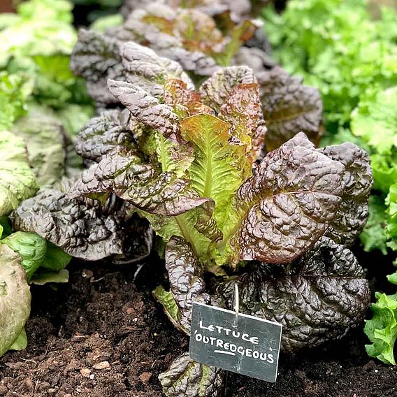 Lettuce 'OutREDgeous' - Seeds