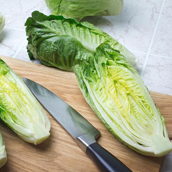 Lettuce 'Xanadu' - Seeds
