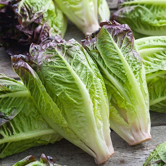 Lettuce 'Amaze' - Seeds