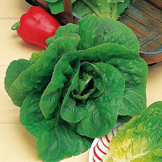 Lettuce 'Winter Density' - Seeds