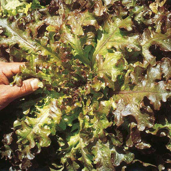 Lettuce 'Red Salad Bowl' - Seeds
