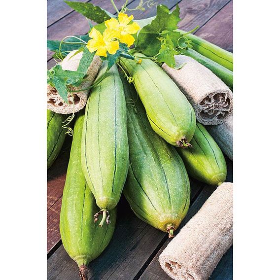 Luffa - Seeds
