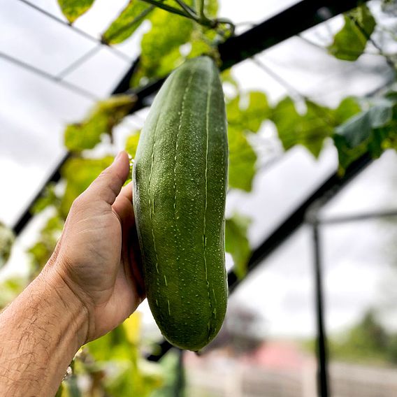 Luffa - Seeds