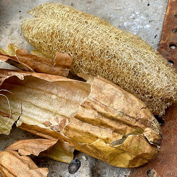 Luffa - Seeds