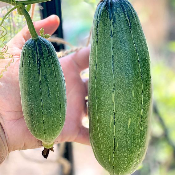 Luffa - Seeds