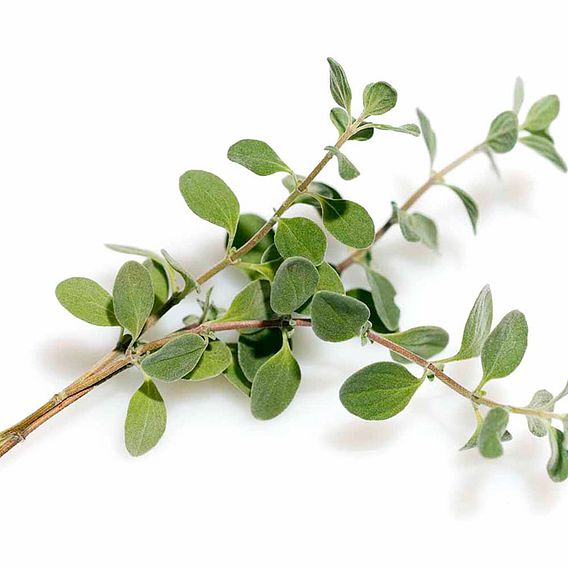 Marjoram 'Sweet' - Herb Seeds