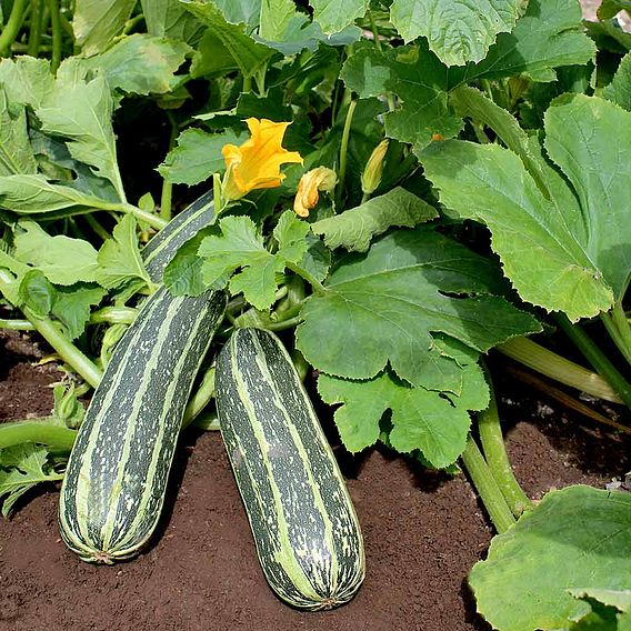 Marrow F1 'Tiger Cross' - Seeds