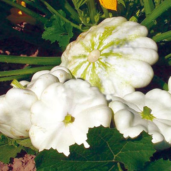 Marrow/Squash Patty Pan (Organic) Seeds - Custard White