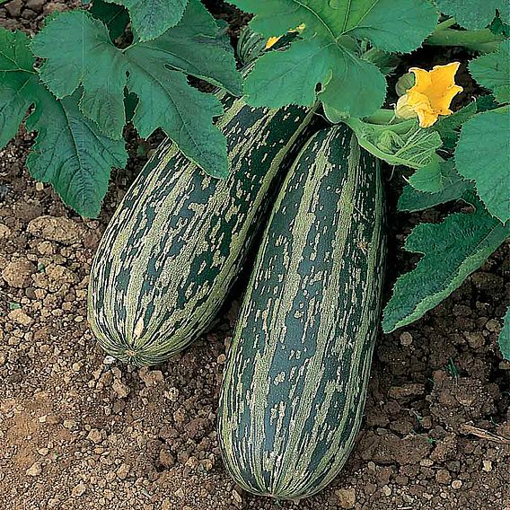 Marrow F1 'Tiger Cross' - Seeds