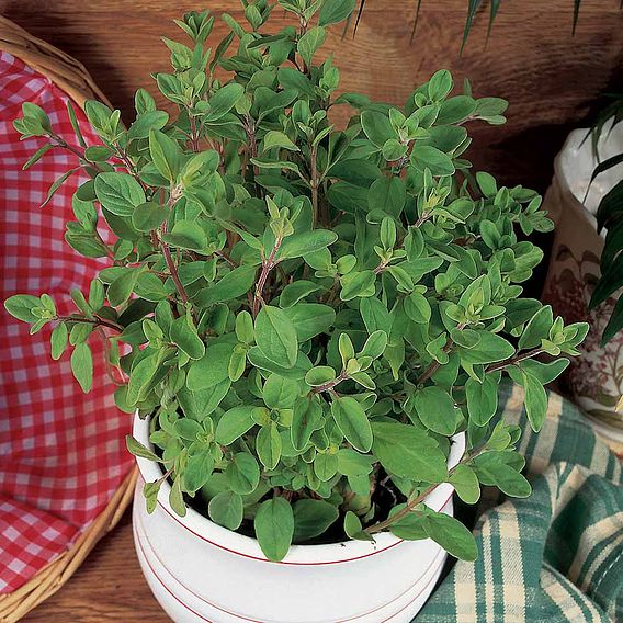 Herb Collection - Seeds