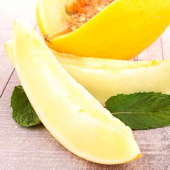 Melon 'Rugoso di Cosenza Giallo' - Seeds