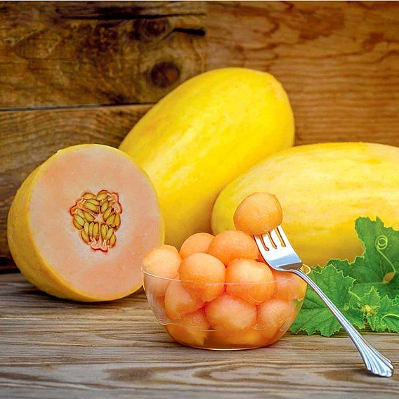 Melon 'Mangomel' F1 - Seeds