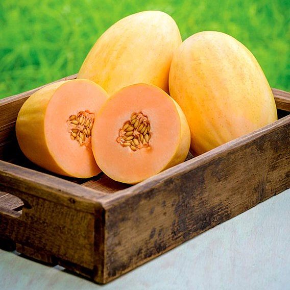 Melon 'Mangomel' F1 - Seeds