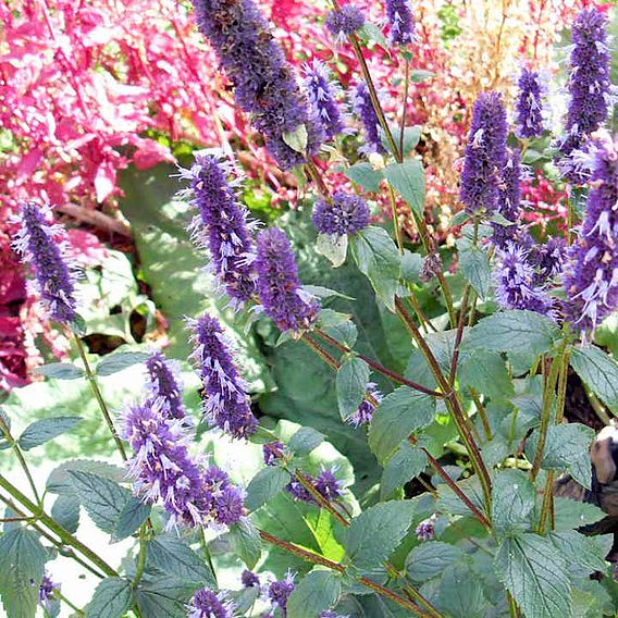 Korean Mint (Agastache rugosa) - Herb Seeds