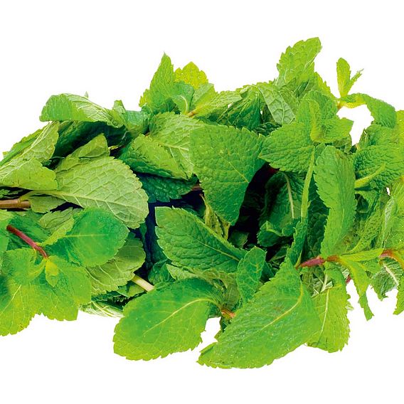 Mint - Pollinator Seeds