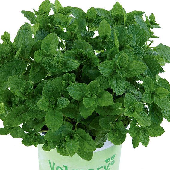 Mint 'Marokko' (Botanical Infusions Plants)