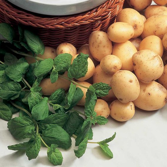 Mint - Herb Seeds