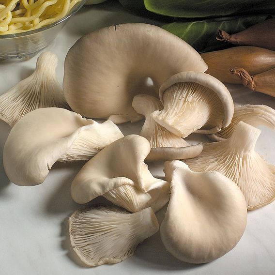 Mushroom Windowsill Kit - Oyster