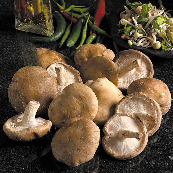 Mushroom Windowsill Kit - Shiitake