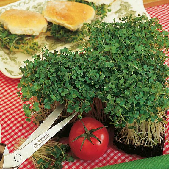 Mustard 'White' - Seeds