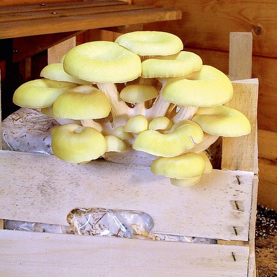Mushroom Windowsill Kit - Yellow Oyster