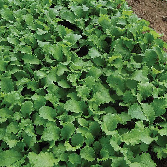 Leaf Salad 'Mustard Green Wave' - Organic Seeds