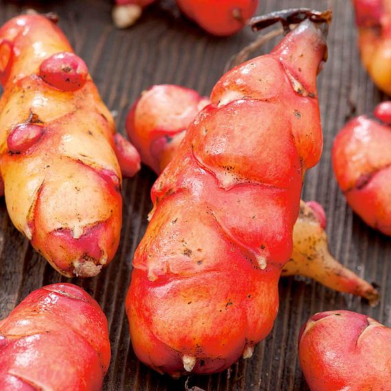 Oca 'Giggles' (Gourmet Roots)