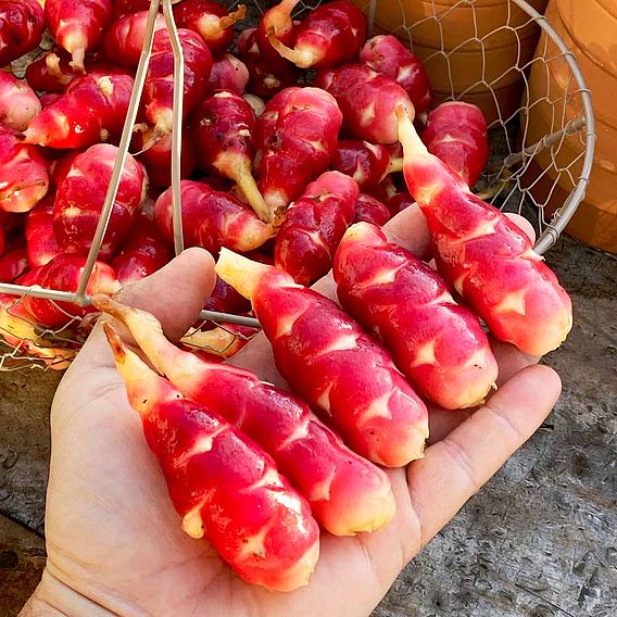 Oca 'Giggles' (Gourmet Roots)