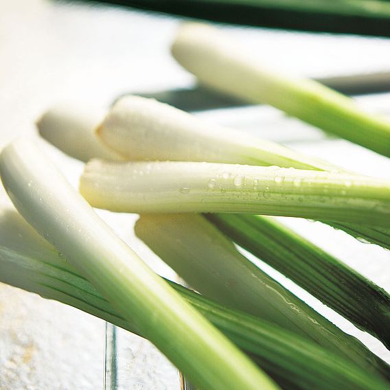 Onion (Salad) 'Red & White Mix' - Seeds