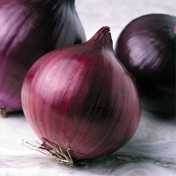 Onion Seeds - F1 Kamal