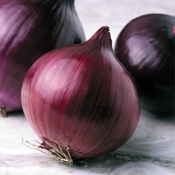 Onion F1 'Kamal' - Seeds