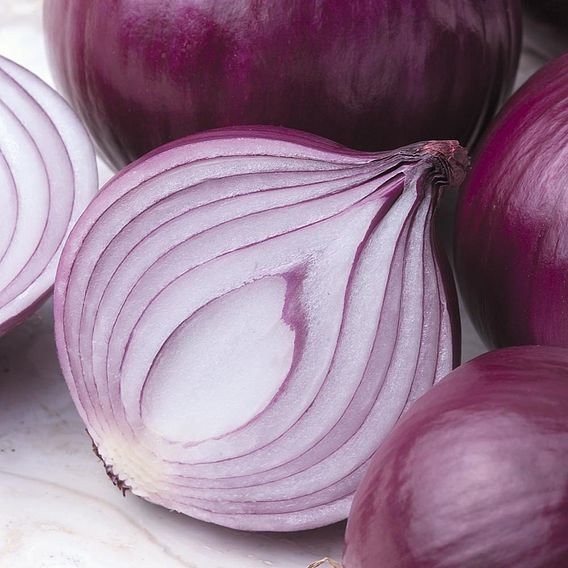 Onion Seeds - F1 Kamal