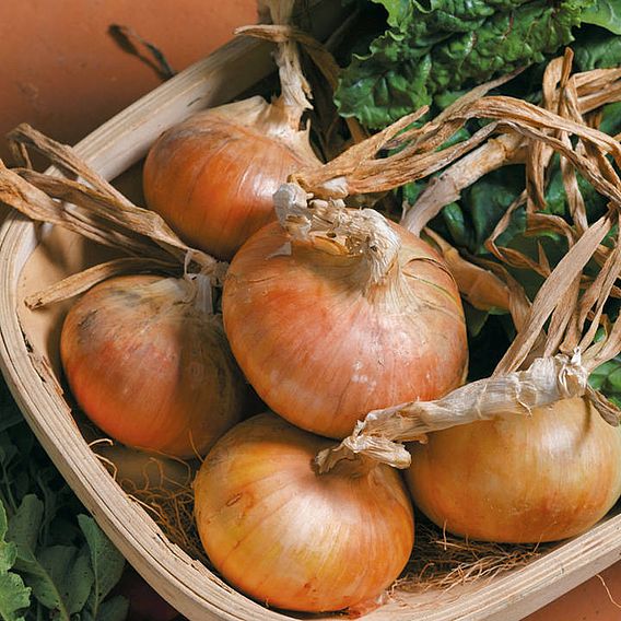 Onion 'Senshyu Semi-Globe Yellow' - Seeds