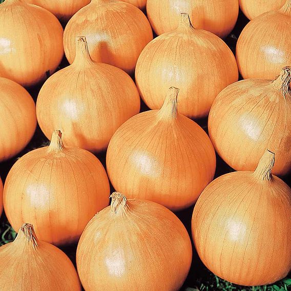 Onion 'Bedfordshire Champion' - Seeds