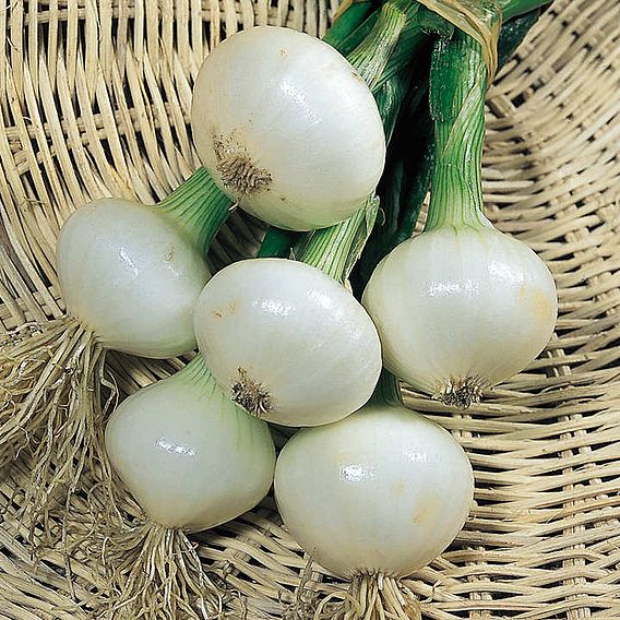 Onion Seeds - Paris Silverskin