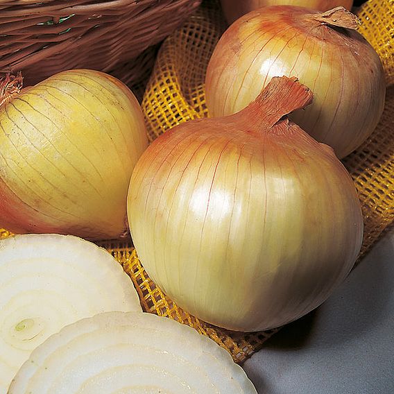 Onion Sets - Senshyu Yellow