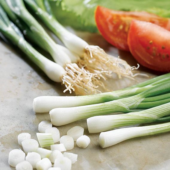 Onion 'Grow A Lightsabre (F1 Yoda)' - Seeds