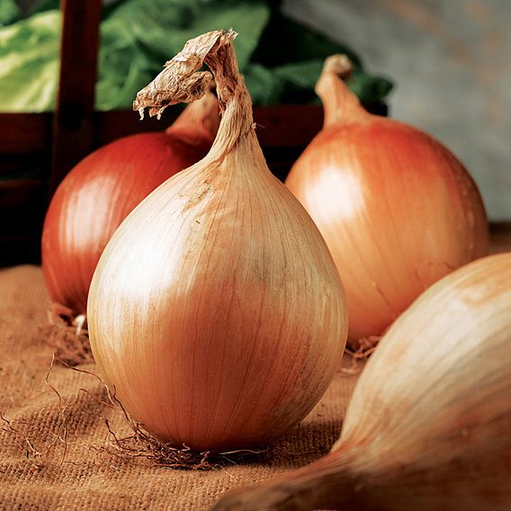 Onion Seeds - Ailsa Craig