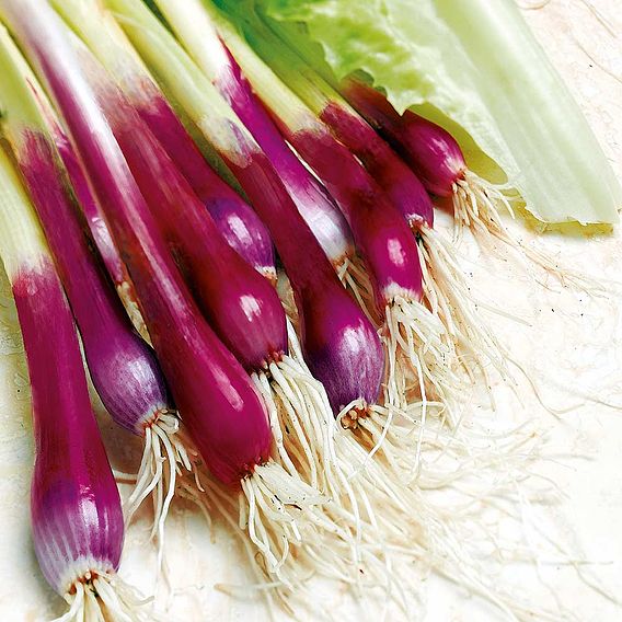 Onion (Salad) 'Red & White Mix' - Seeds