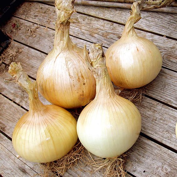 Onion 'Globo' - Seeds