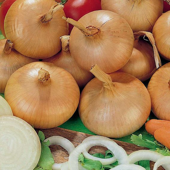 Onion Sets - Stuttgarter