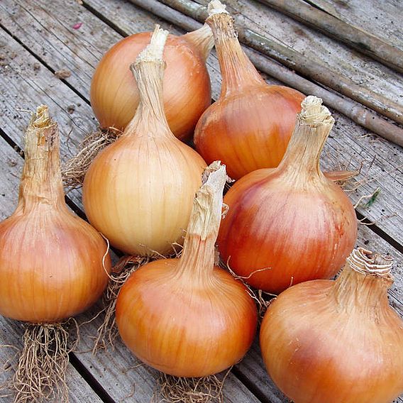 Onion Seeds - F1 Santero