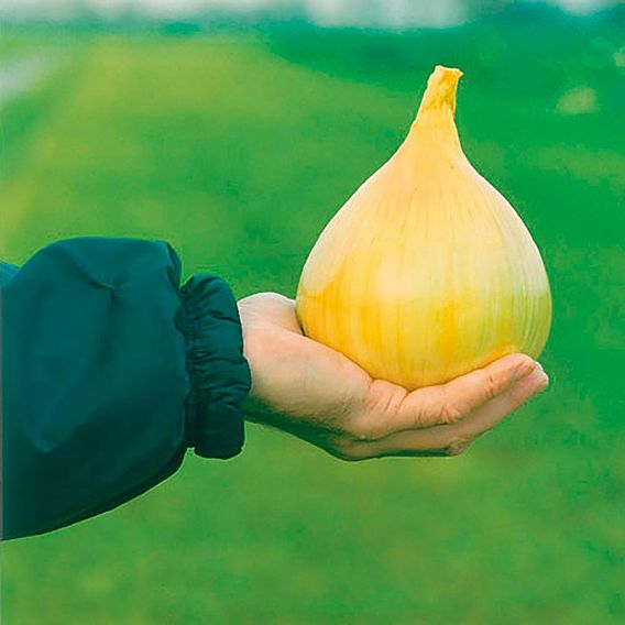 Onion 'Exhibition' - Seeds