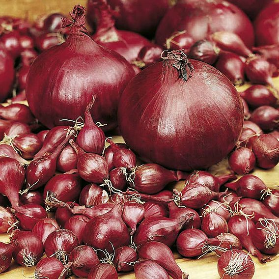 Autumn Planting Onion/Garlic/Shallot Collection