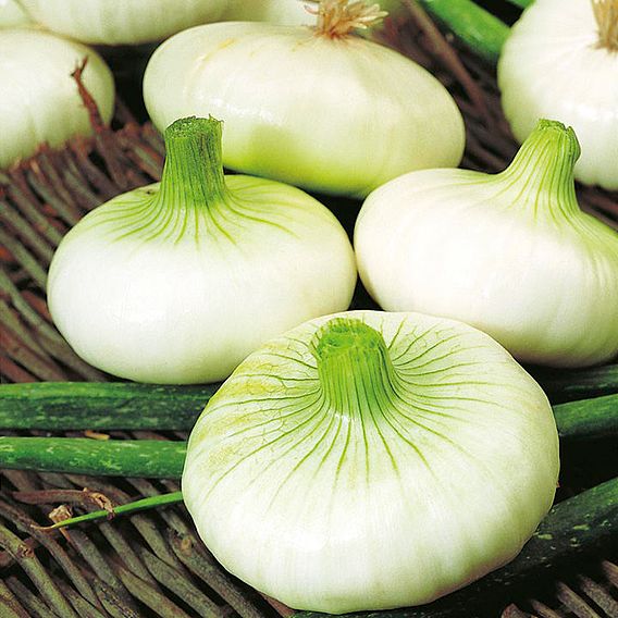 Onion 'Borettana' - Seeds