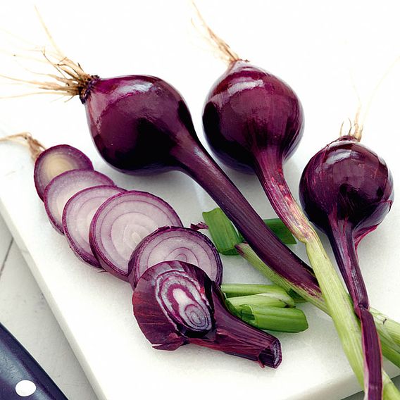 Onion 'Purplette' - Seeds