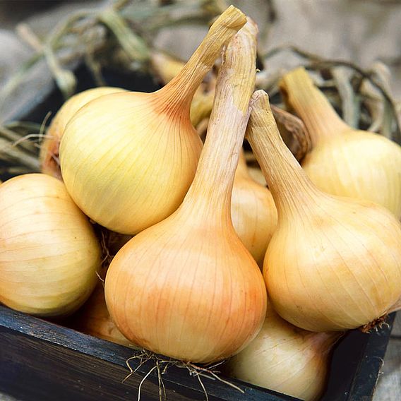 Onion 'Walla Walla' - Seeds